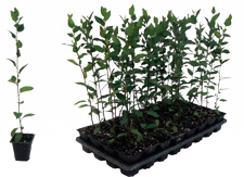 Small(32 plants/flat)