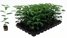 Medium(50 plants/flat)